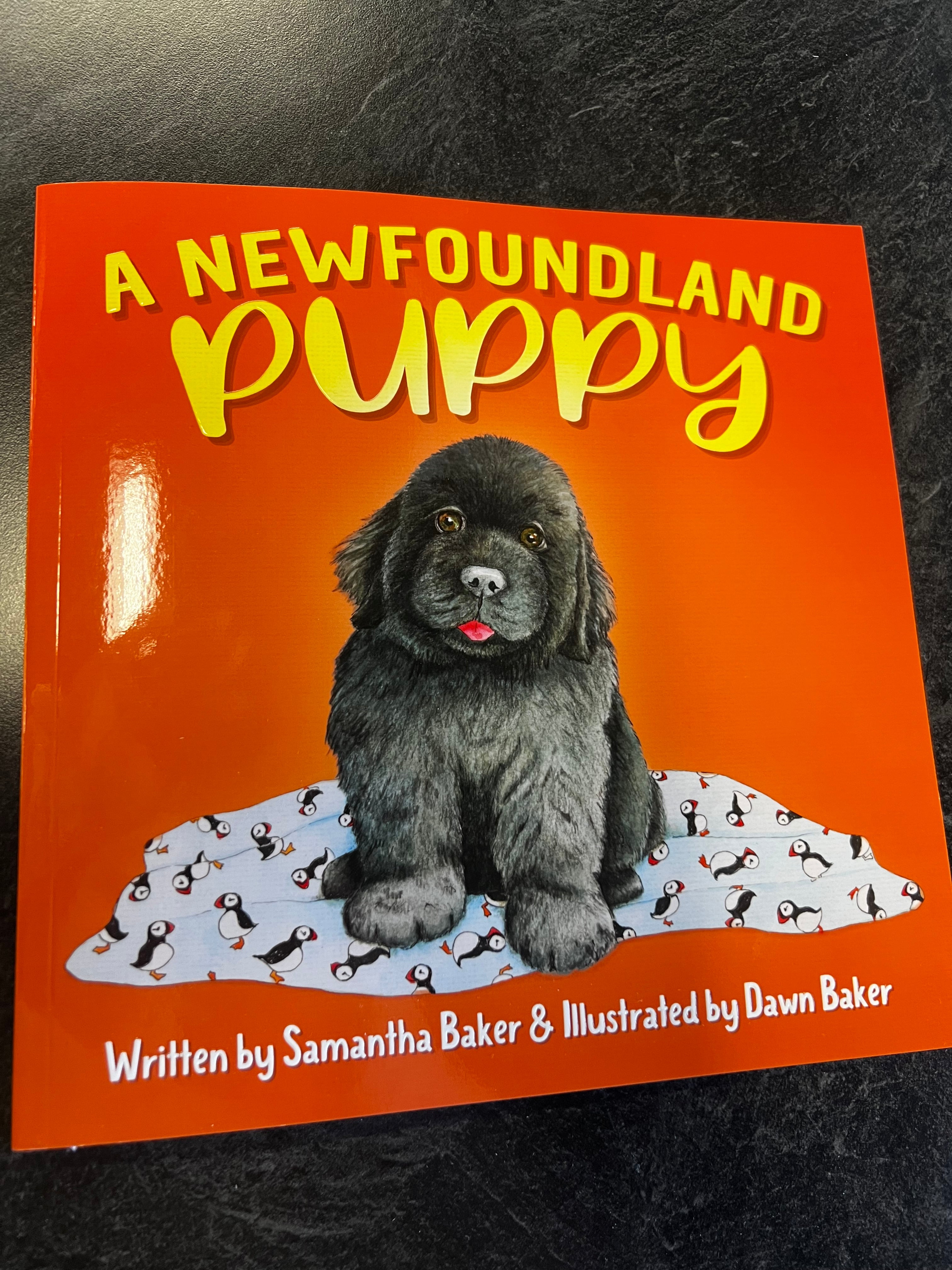 a-newfoundland-puppy-freezerland-nfld-inc